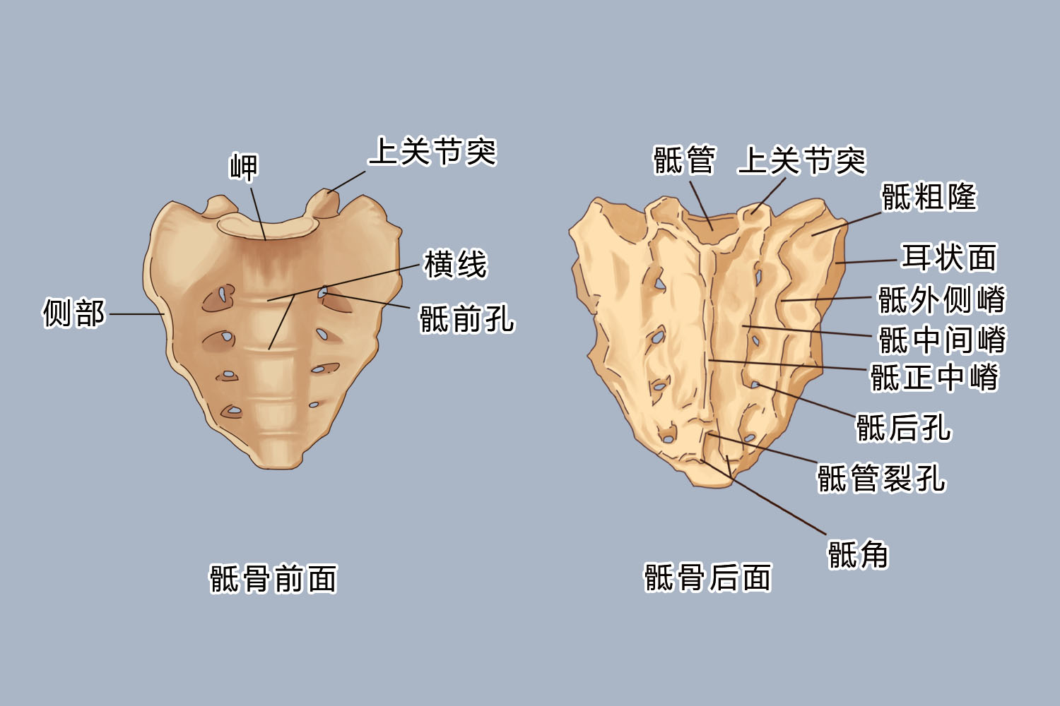 骶骨结构的图