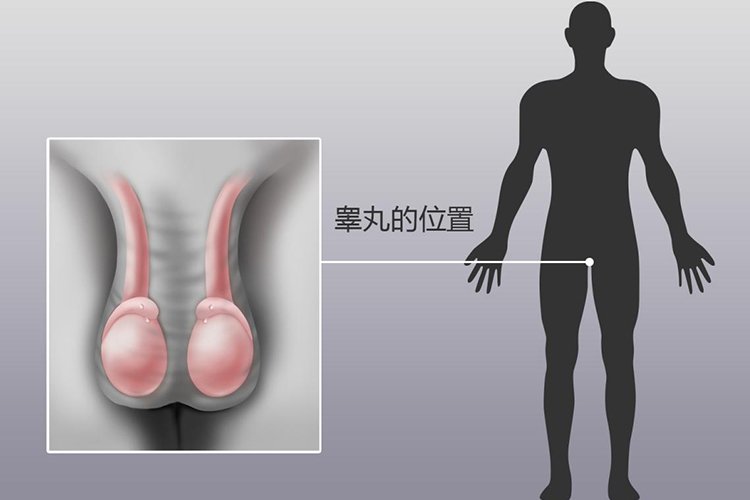 睾丸位置图