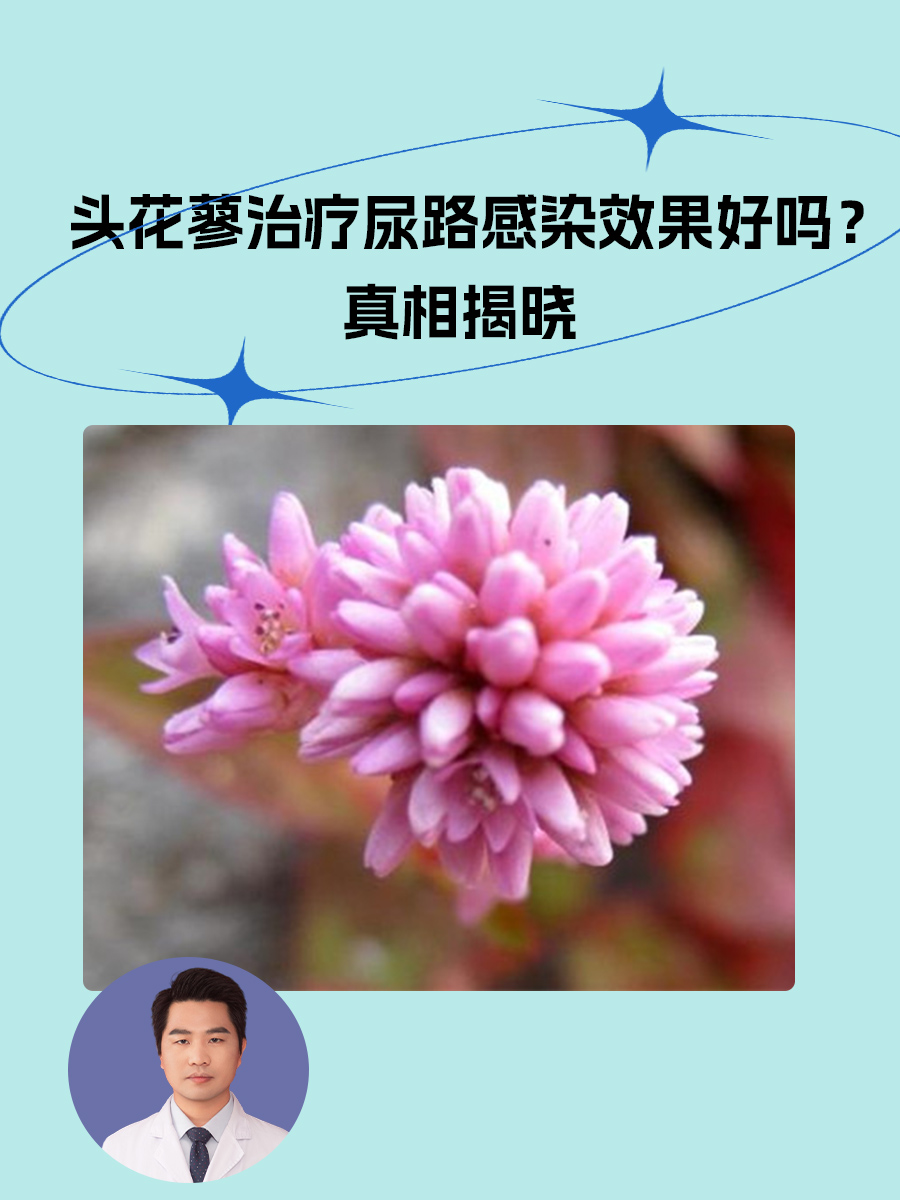 头花蓼治疗尿路感染效果好吗？真相揭晓