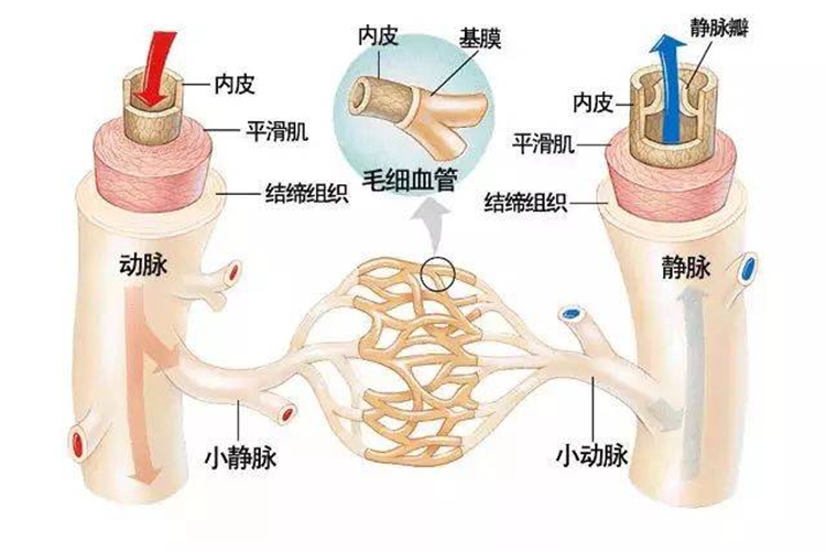 动脉、静脉、毛细血管结构区别图