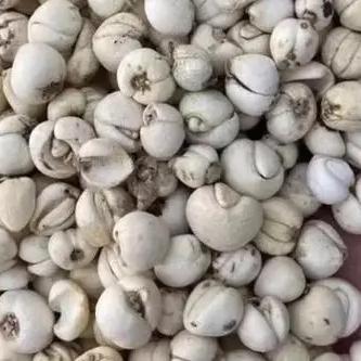 制草乌的功效与作用、禁忌和食用方法