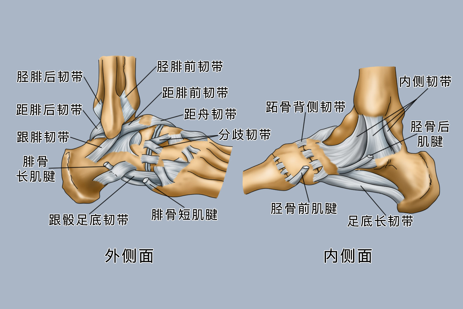 足关节 包括距小腿关节