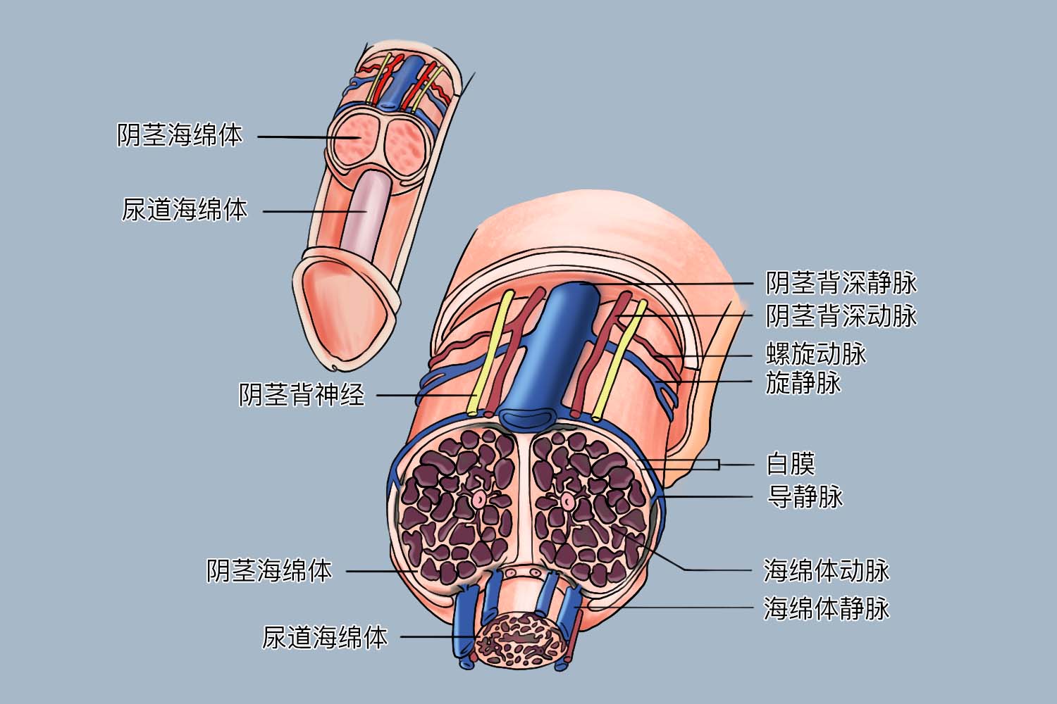 海绵体肿大是什么原因图片