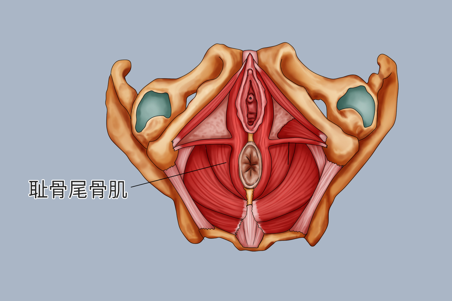 耻骨和尾骨的位置图图片