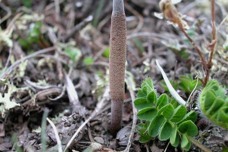 冬虫夏草真菌子座图