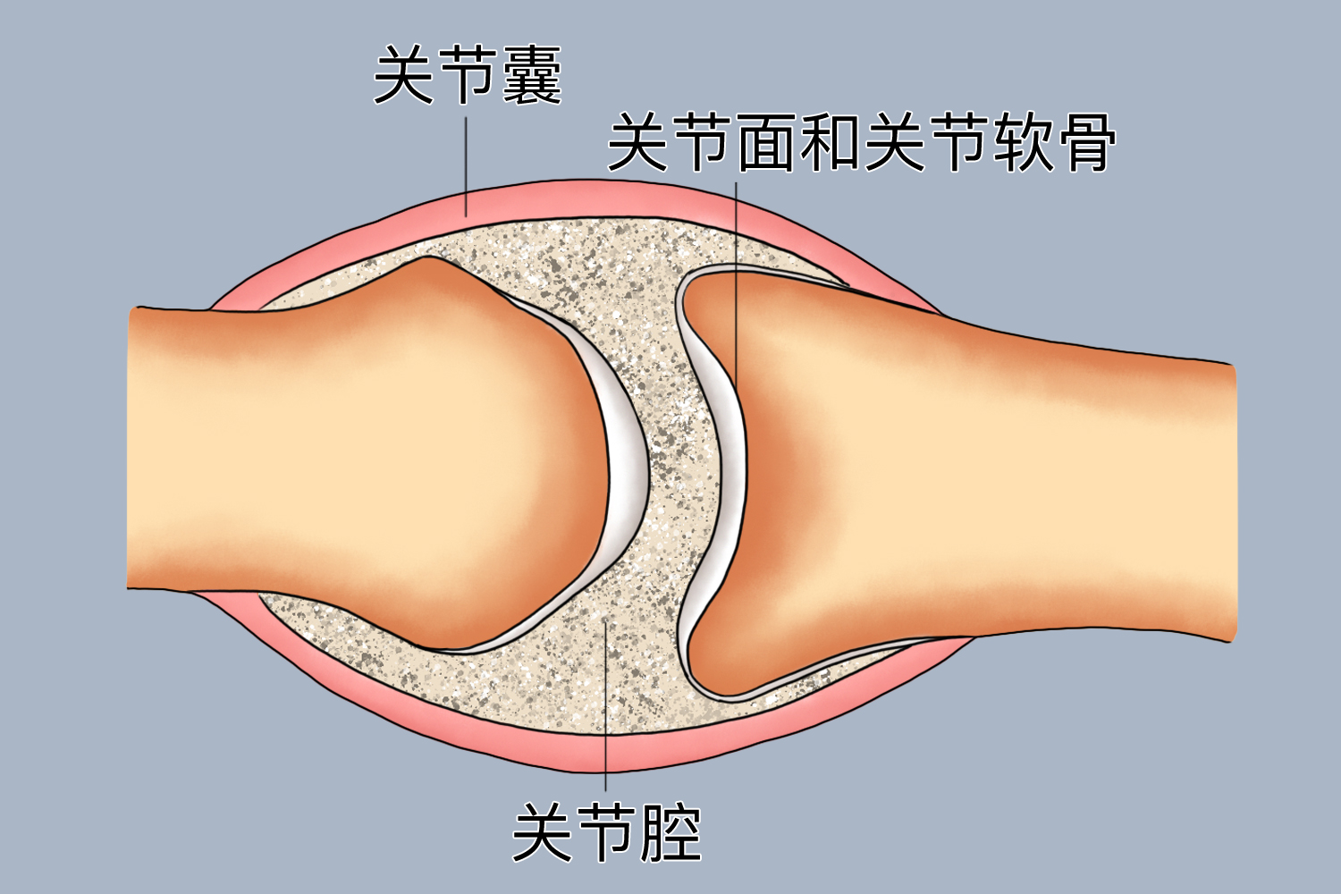 骨连结间接连结图