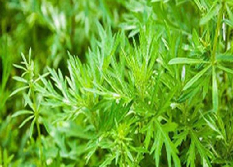 青蒿的功效与作用-有来医生