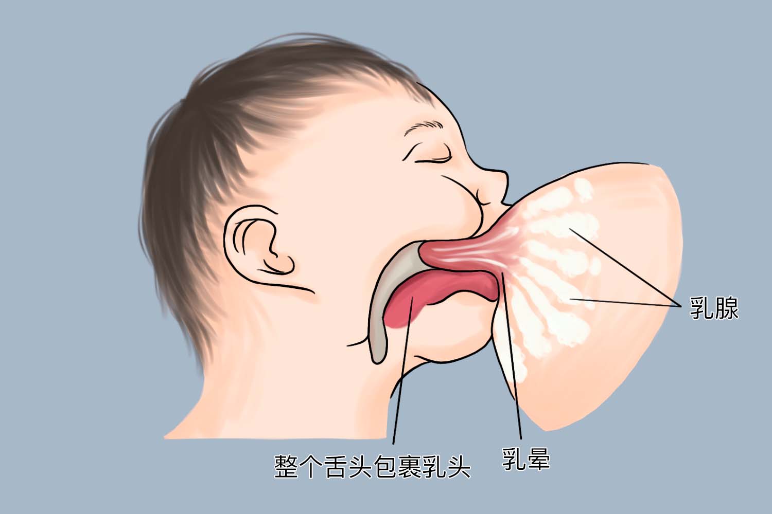 婴儿吃奶口腔内示意图 婴儿吃奶口腔内示意图