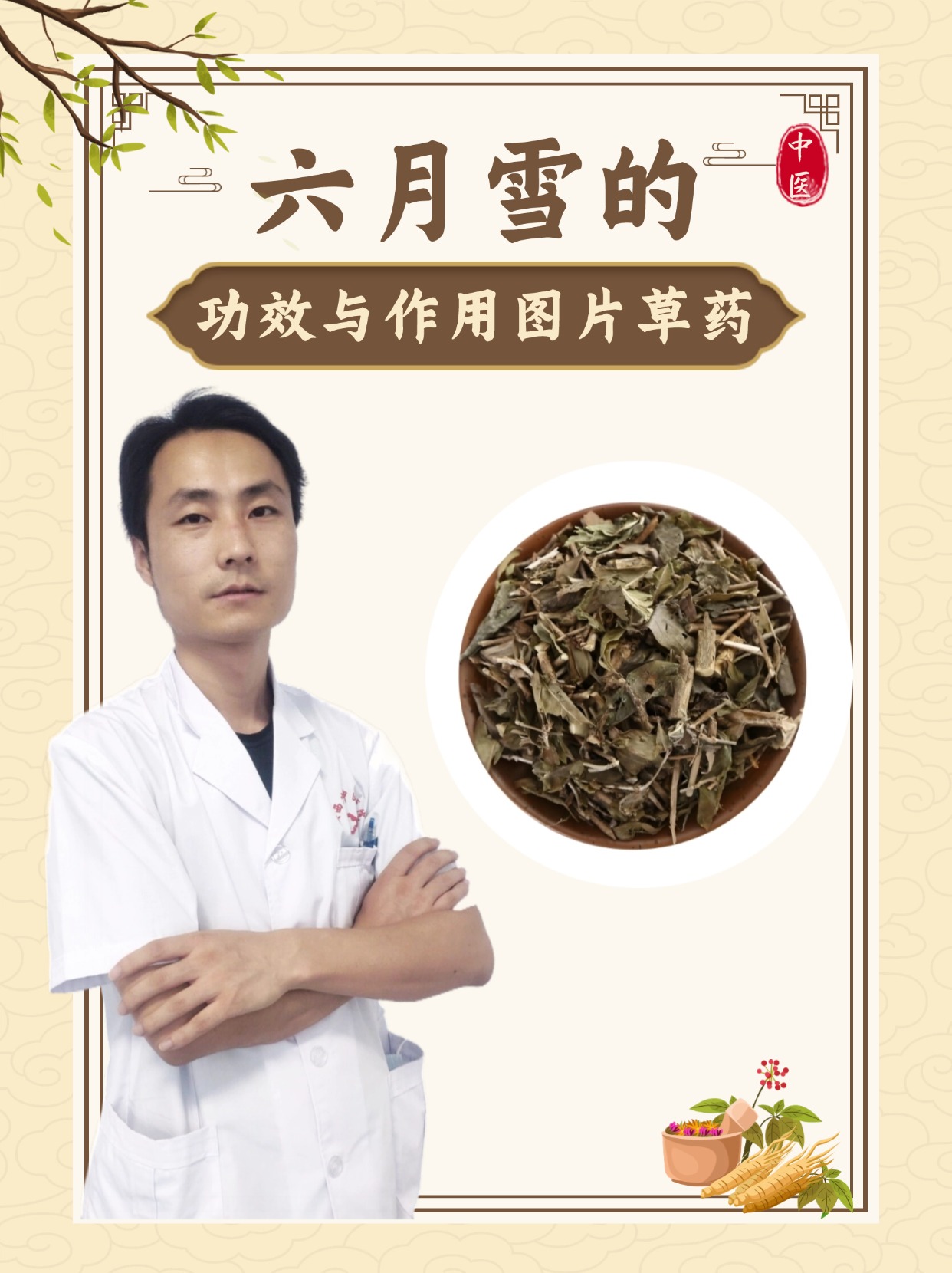 六月雪的功效与作用图片 草药