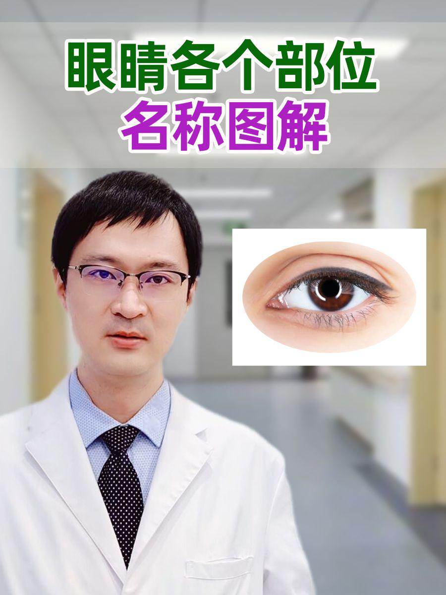 眼睛各个部位名称图解