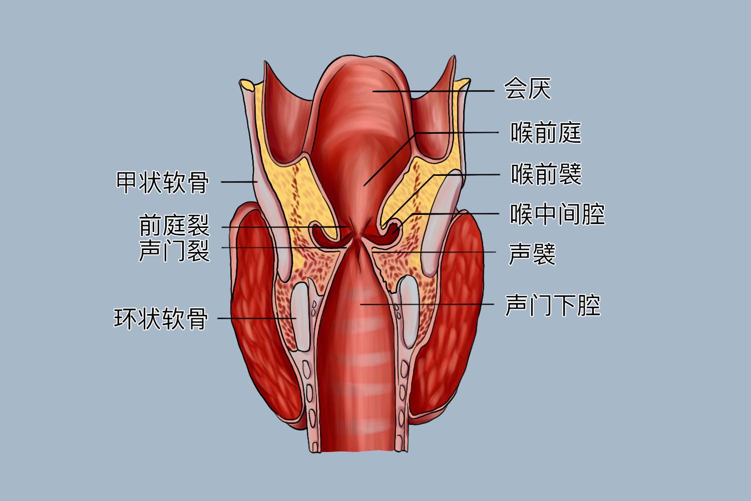 喉腔结构图