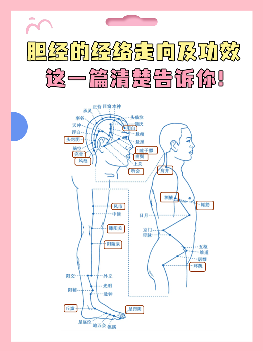 胆经的经络走向及功效，这一篇清楚告诉你！