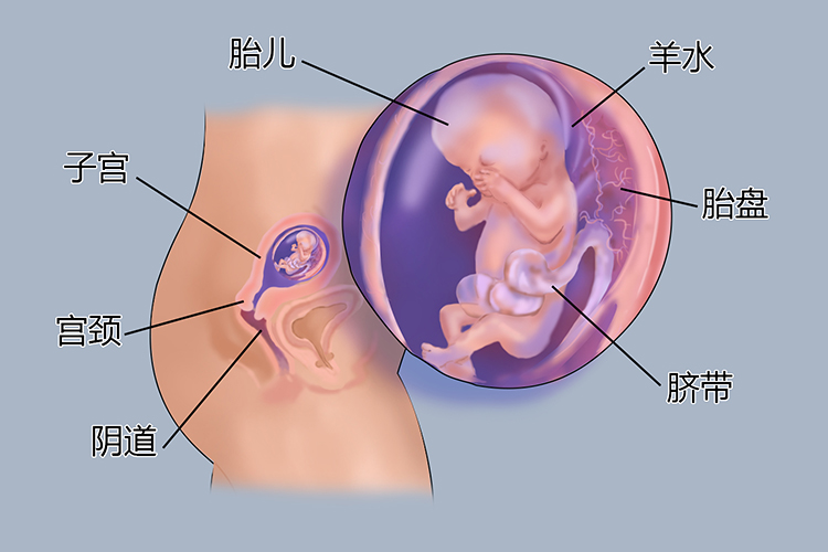 怀孕3个月胎儿图