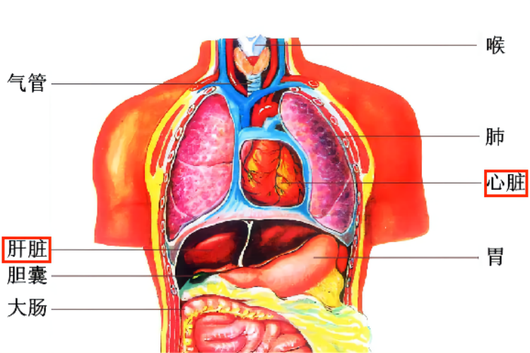 左心右肝的结构图