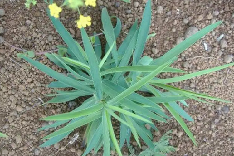 小柴胡原植株图