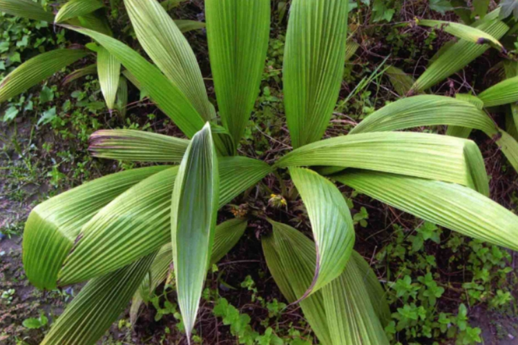 大叶仙茅植株图