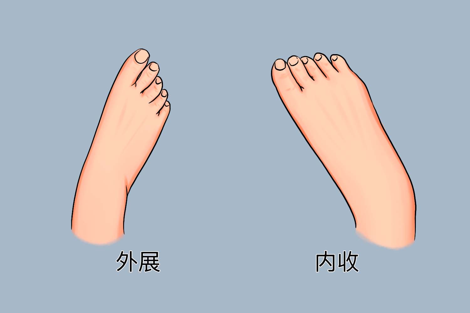 踝关节内收外展图