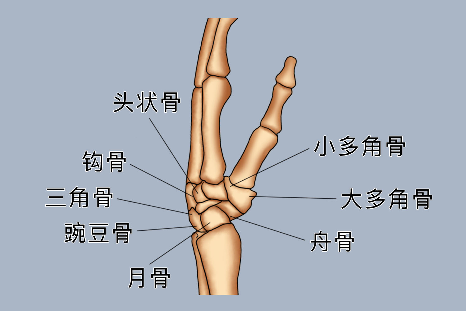 正常手腕腕骨侧位片图