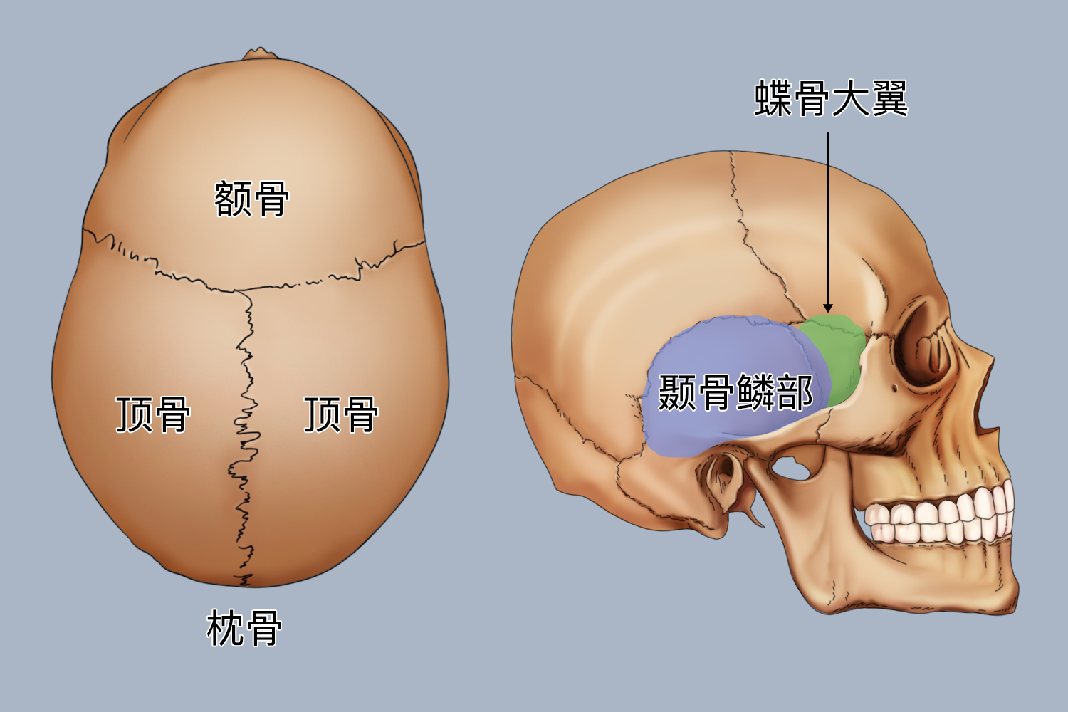 颅顶结构图