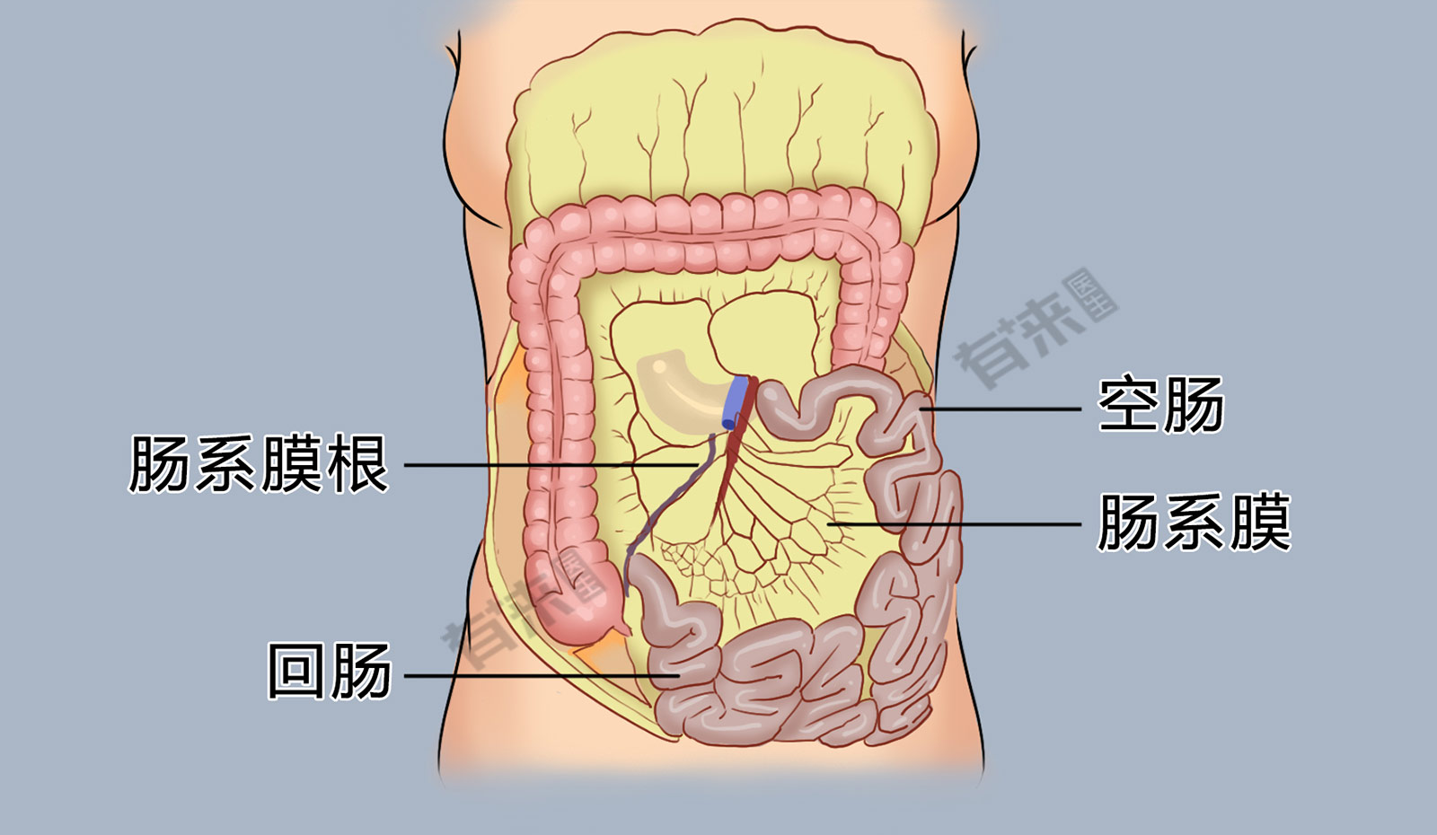 肠系膜