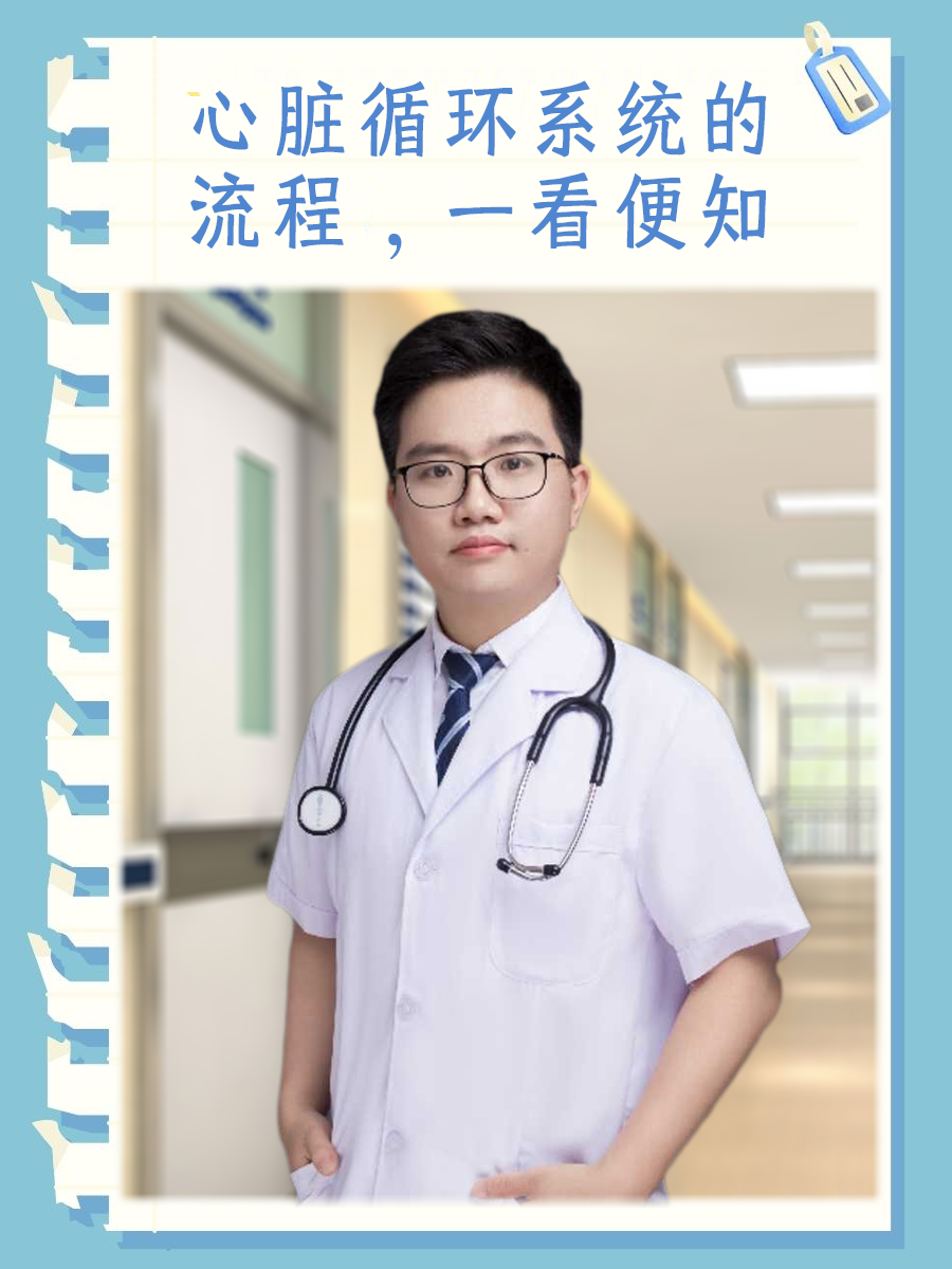 心脏循环系统的流程，一看便知