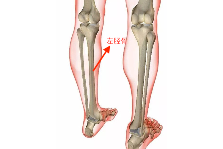 左胫骨位置图