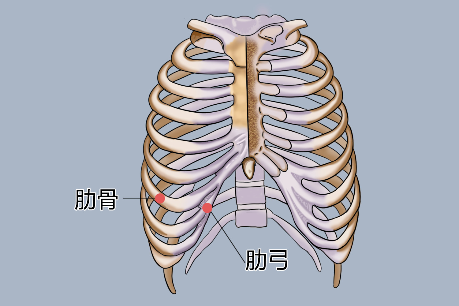 胸腔正中胸骨硬凸起图片