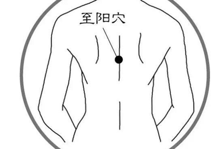 至阳的准确位置图