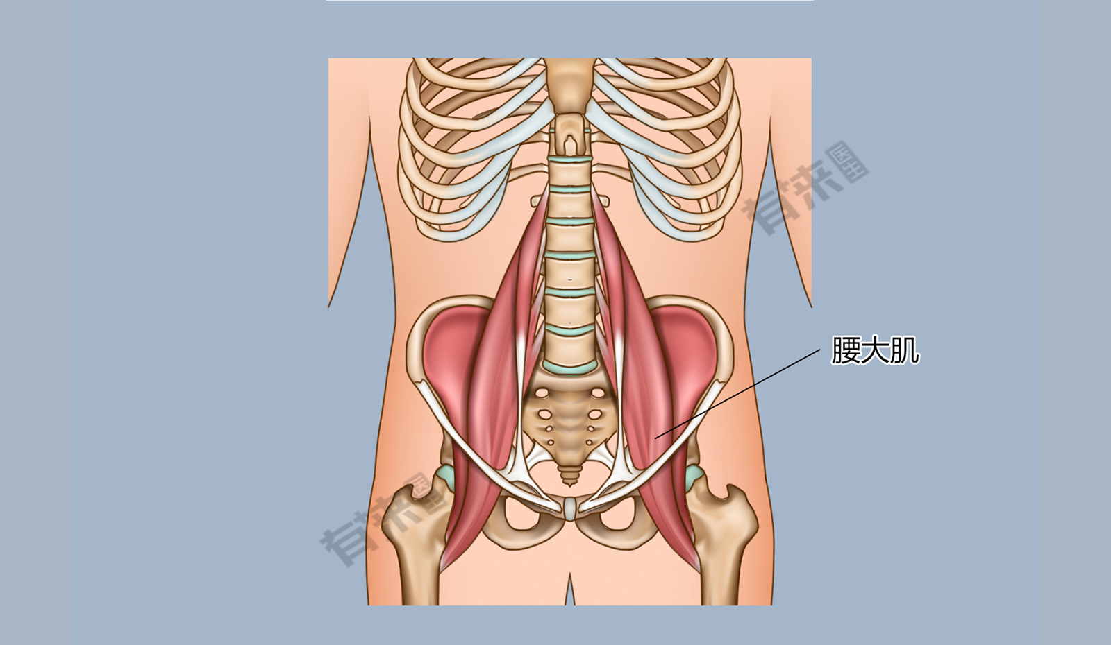 腰大肌属于盆带肌前群肌肉,位于脊柱腰部两侧,起自t12胸椎,l1~l5腰椎