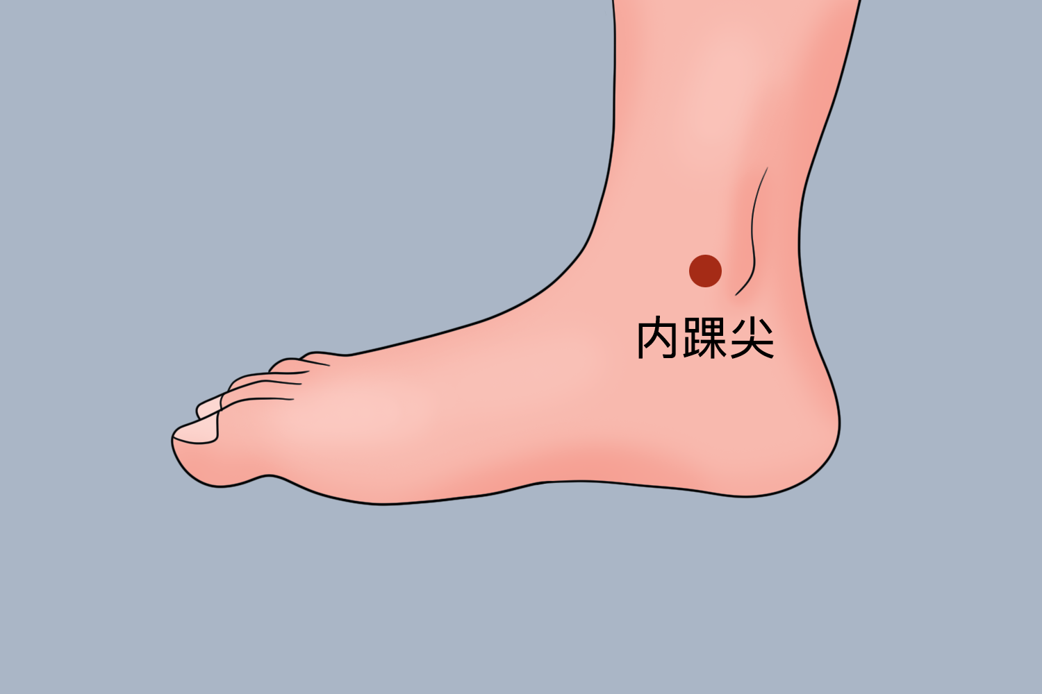 内踝尖位置图