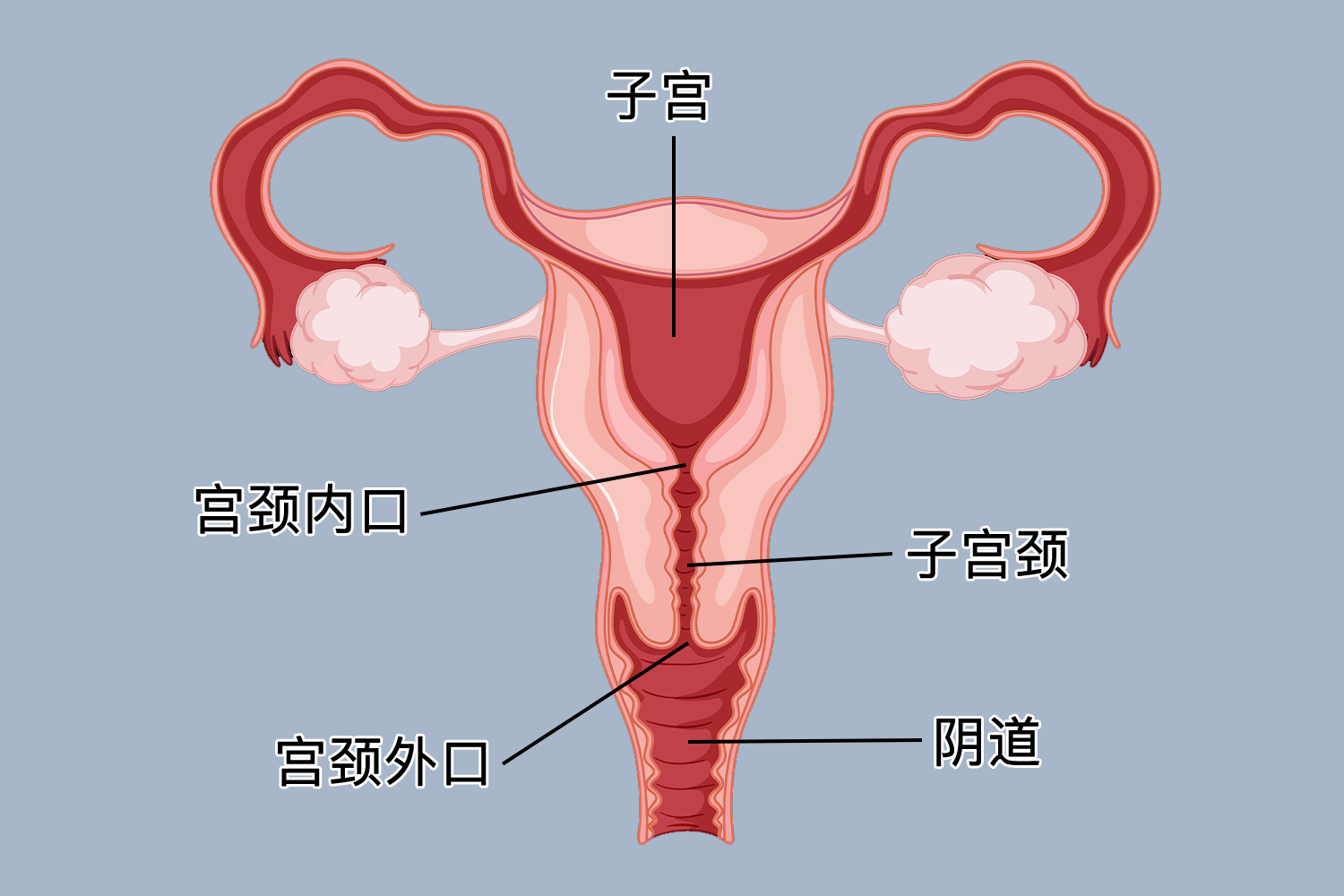 宫颈口有小泡泡是什么原因