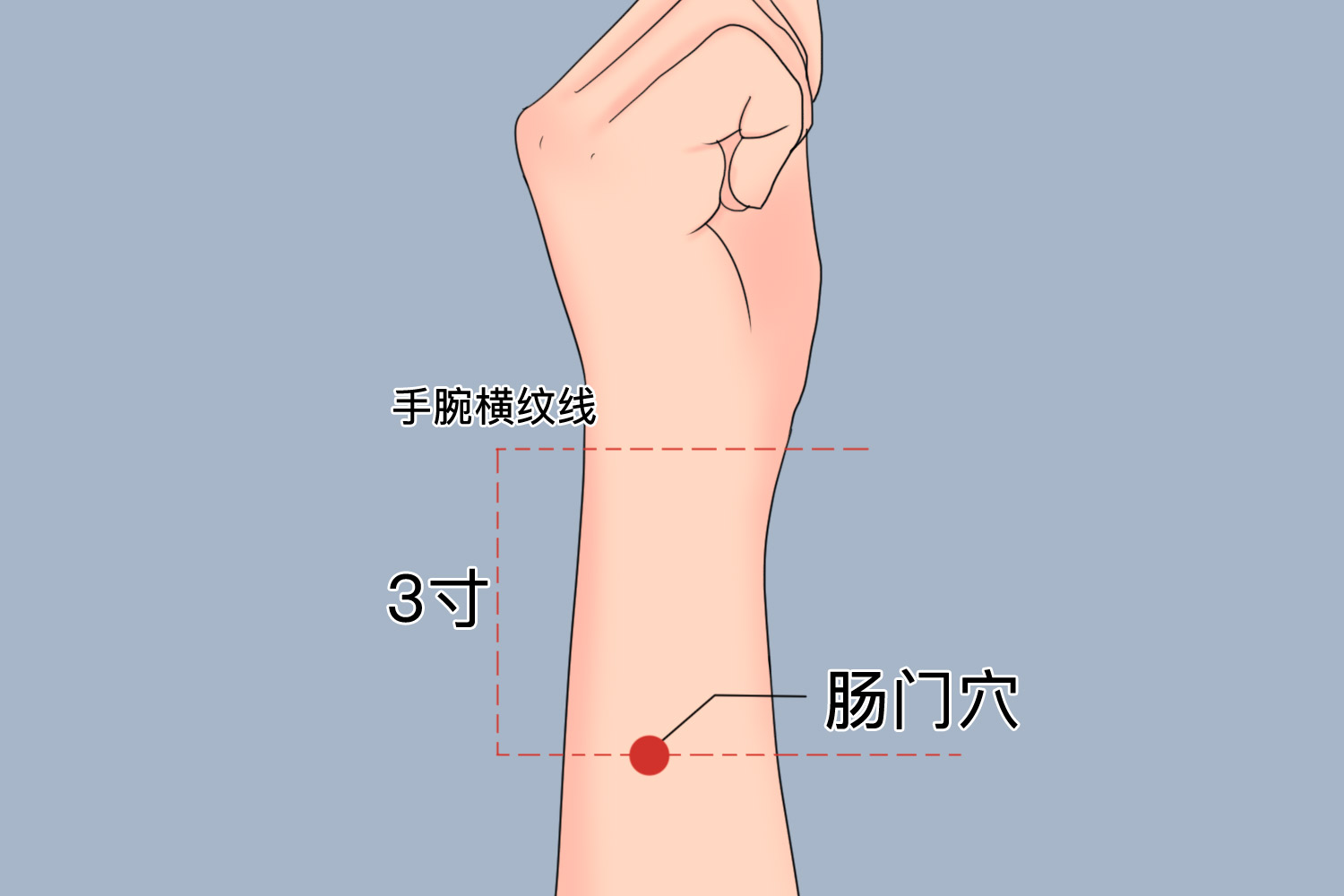 董氏腑肠准确位置图图片