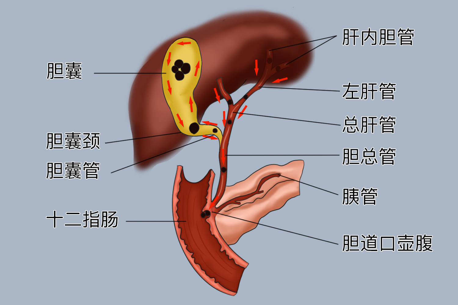 胆汁排出过程图