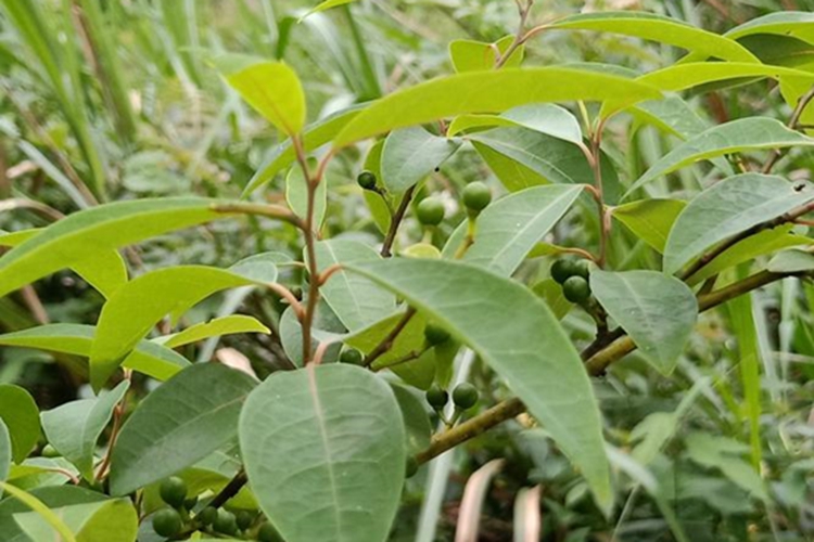 山苍子植株图 山苍子植株图