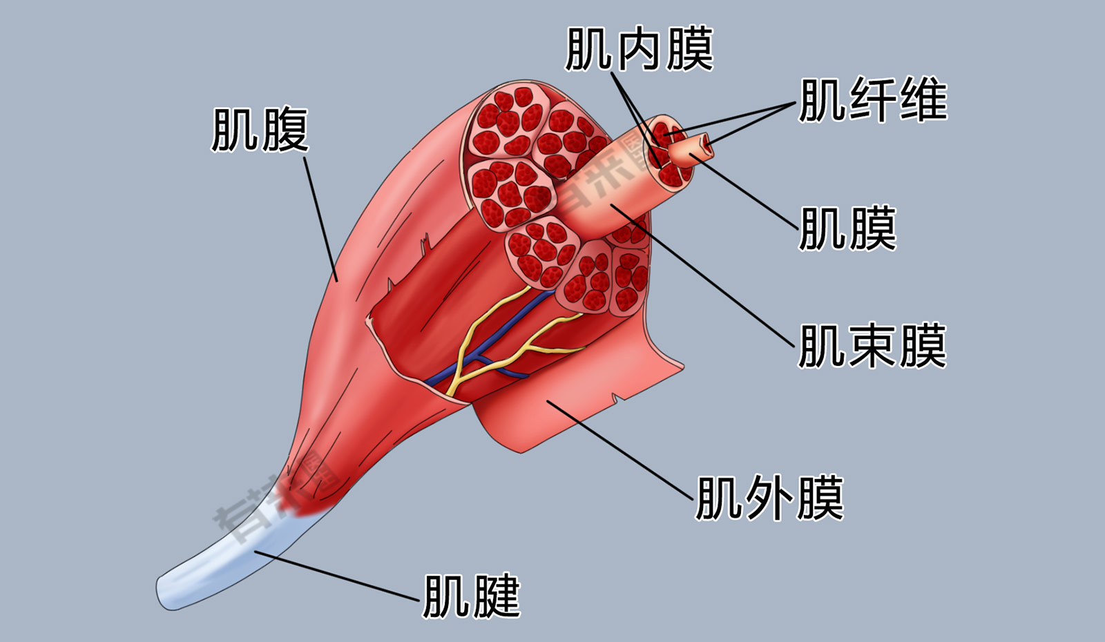 股二头肌起止点图片图片