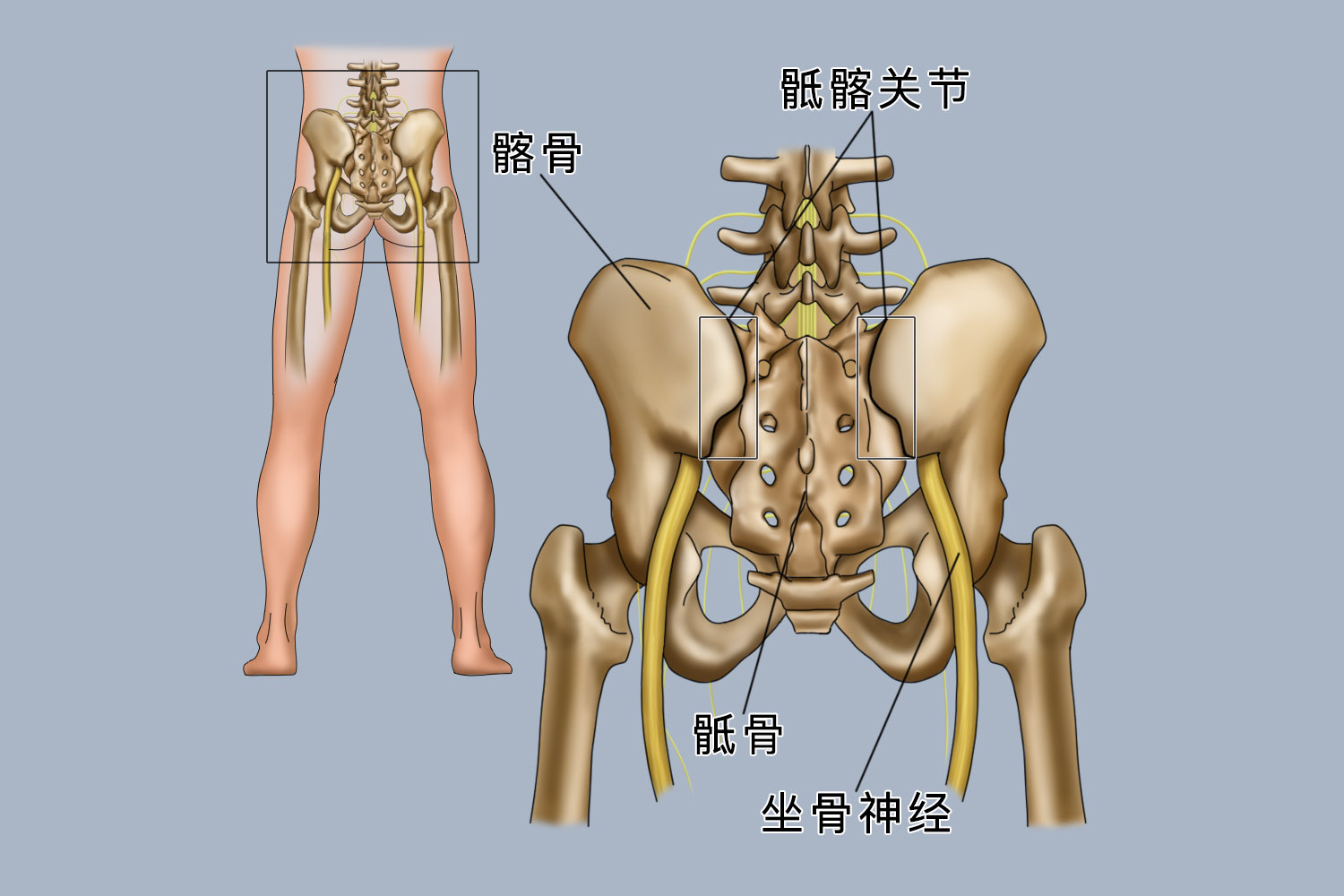 怀孕盆骨骶髂关节痛图