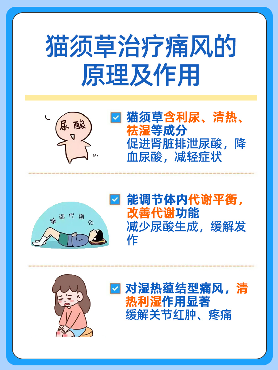 深挖！猫须草在缓解痛风上的功效与作用