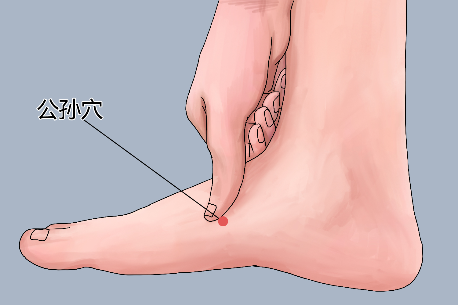 公孙穴位置图 公孙穴位置图
