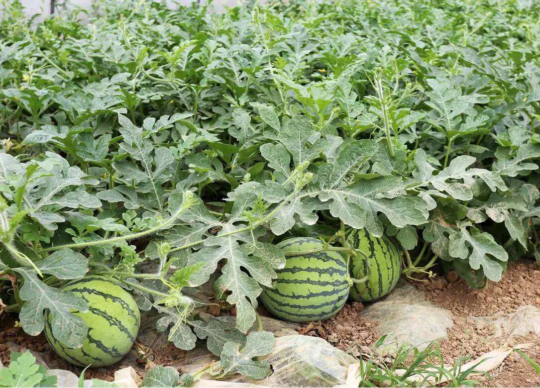 早春大棚西瓜五膜覆盖栽培技术