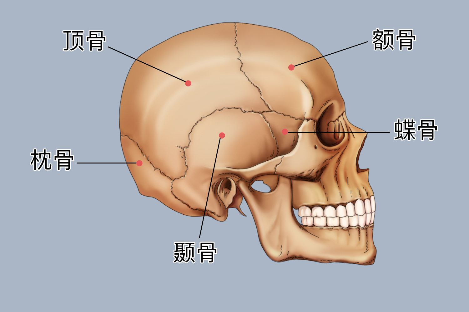 右侧颞顶部位置图 右侧颞顶部位置图