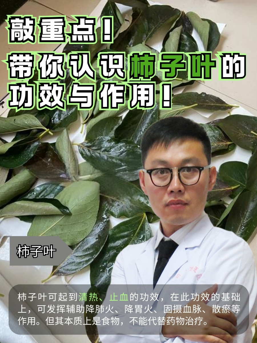 敲重点！带你认识柿子叶的功效与作用！