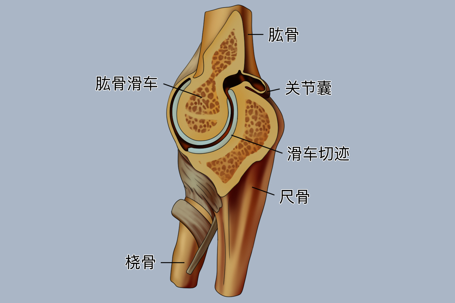 肘关节图 肘关节图