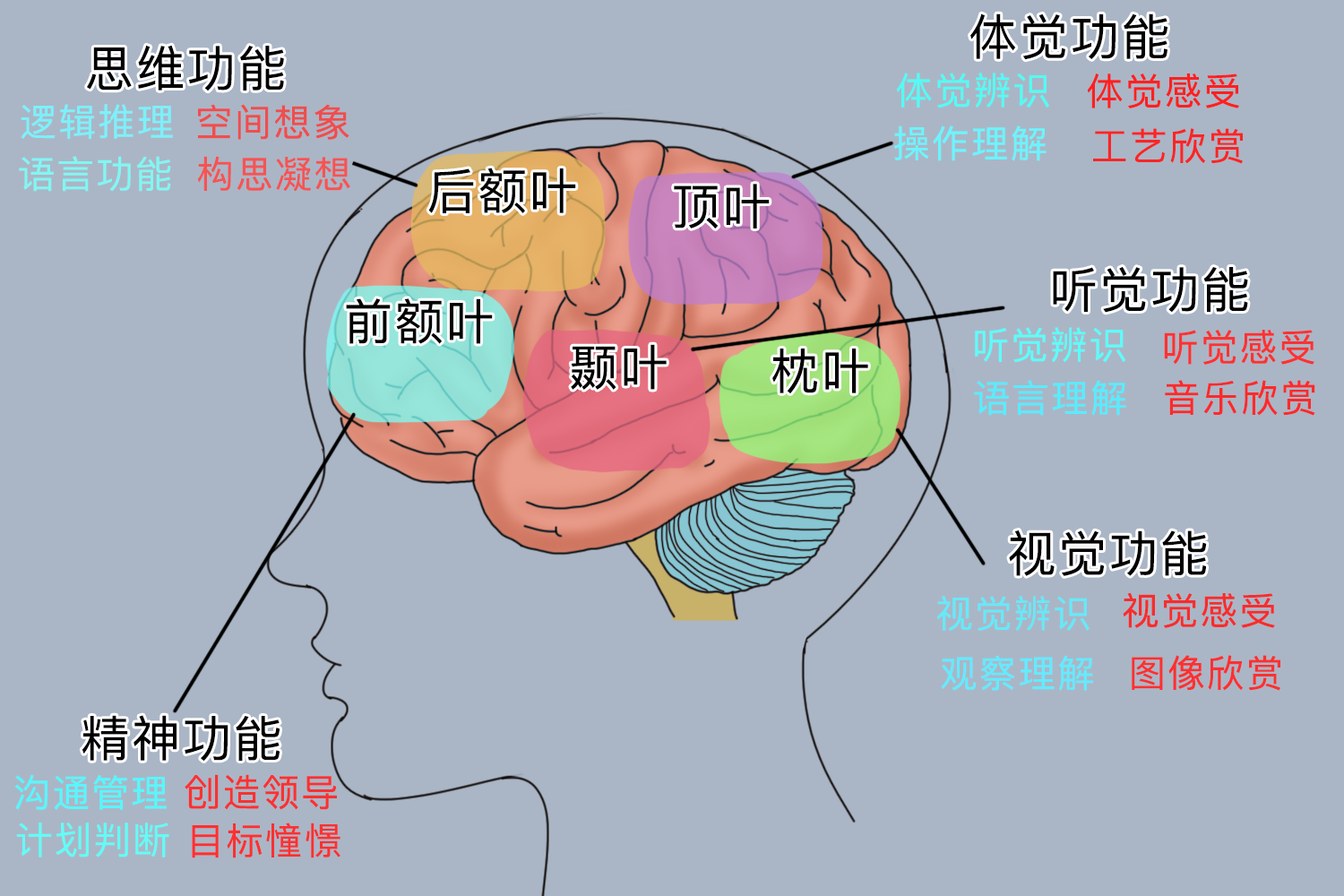 左右脑的功能区图