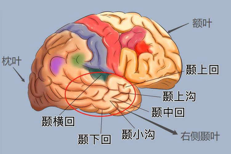 颞叶是哪个位置图片图片