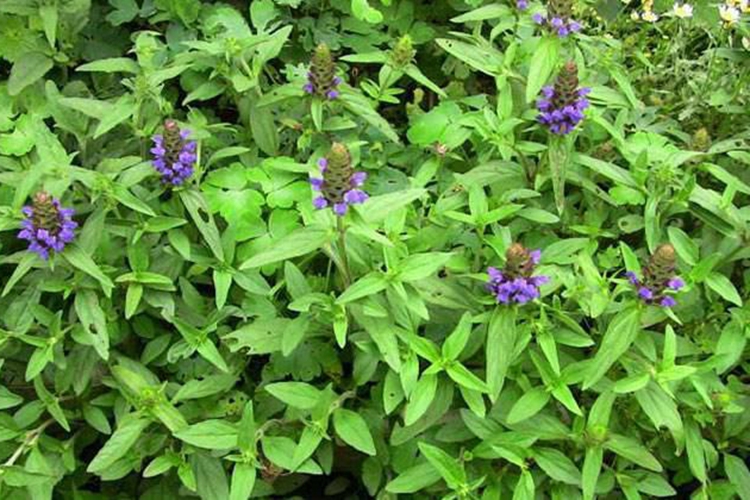 夏枯草植株图 夏枯草植株图