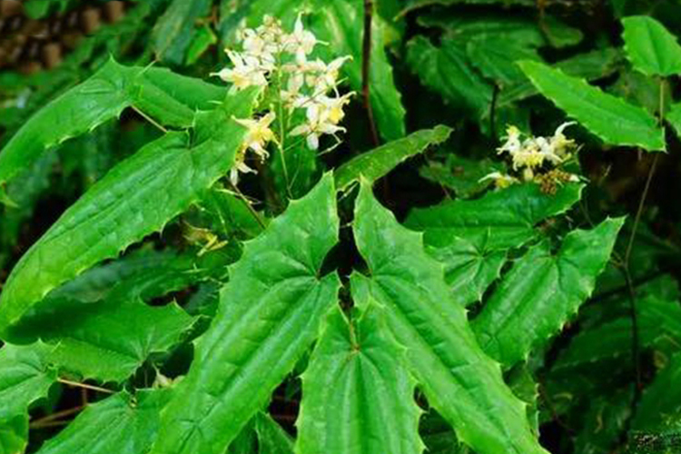 仙灵脾植株图 仙灵脾植株图