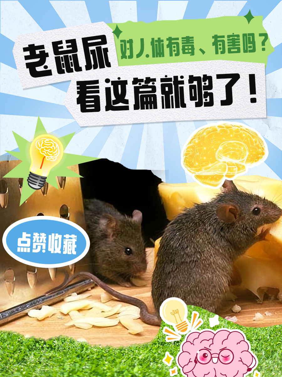 老鼠尿对人体有毒、有害吗？看这篇就够了！