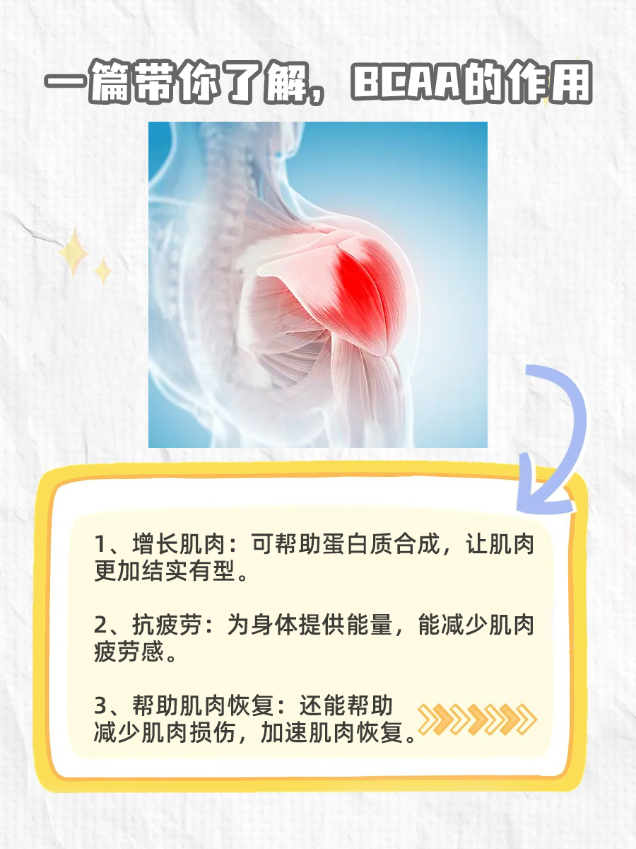 一篇带你了解，BCAA的作用