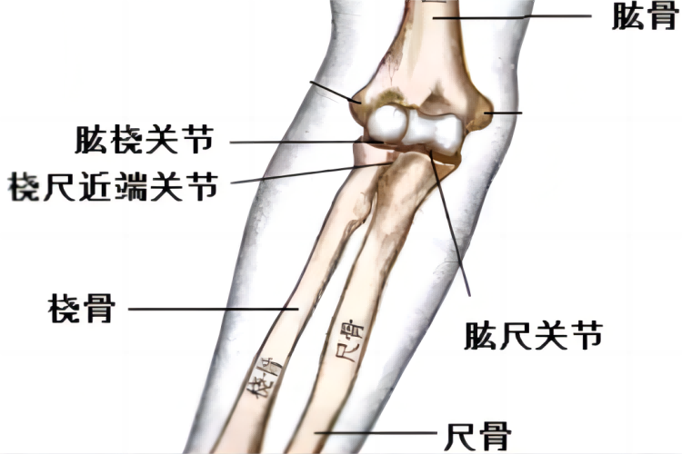 手肘关节示意图