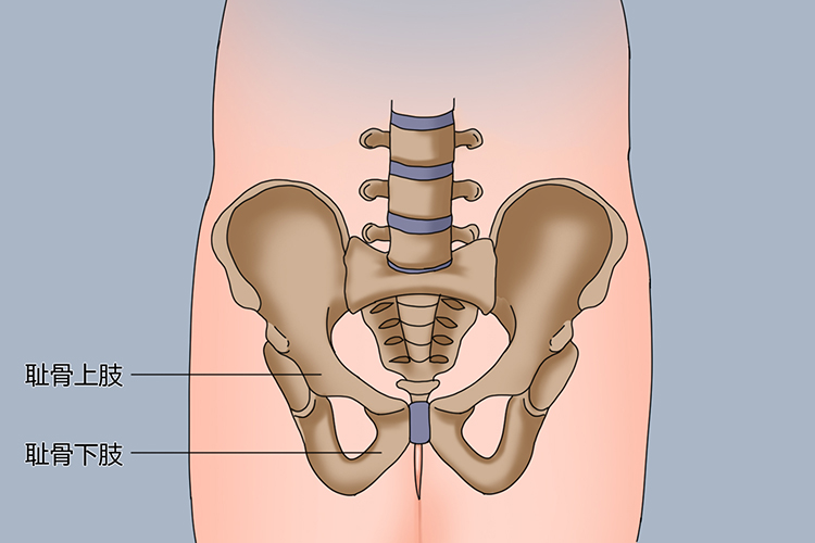 耻骨位置图